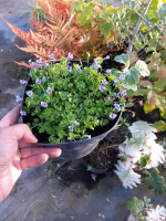 Lindernia grandiflora