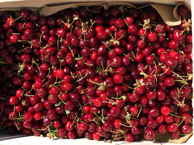 Cerises burlat
