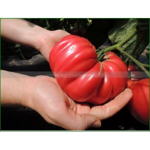 Plant de tomate bio rosa