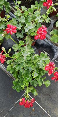 Géranium demi lierre mex rouge
