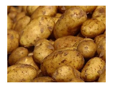 Pommes de terre spunta