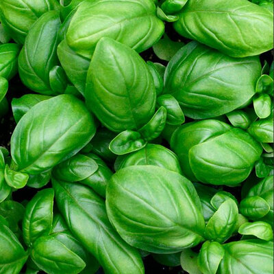 Basilic bio