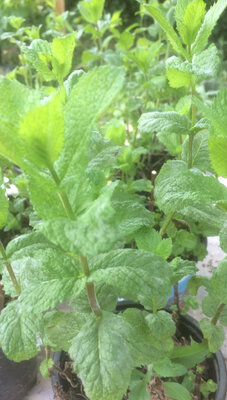 Menthe