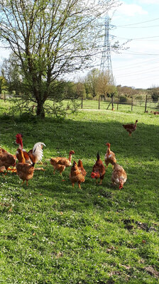 Poulets fermier m
