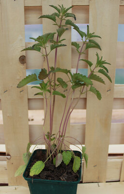 Plant de dracocéphale