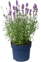 Lavande 'grosso' en pot de 13 cm