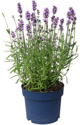 Lavande 'grosso' en pot de 13 cm