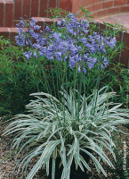 Agapanthe silver moon