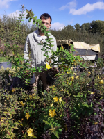 Hypericum tricolor millepertuis