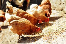 Mélange poule