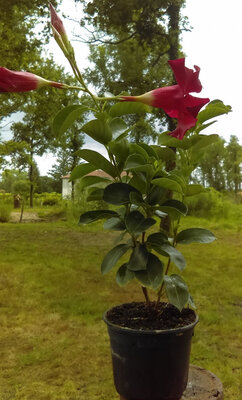 Dipladenia en pot de 10 cm
