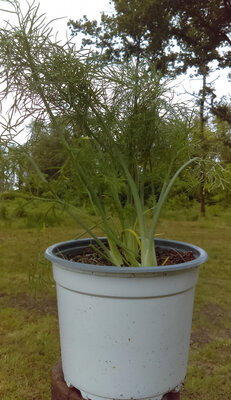 Aneth en pot de 14 cm