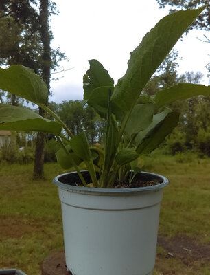 Oseille en pot de 14 cm