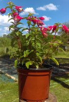 Fuchsia en pot de 10 cm