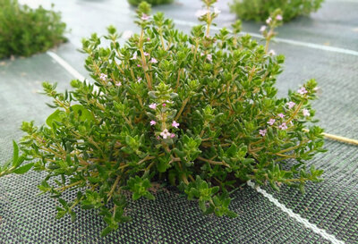 Thym bio