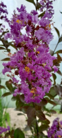 Lilas des indes violet
