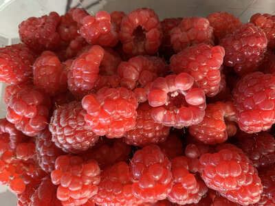Framboise de revigny