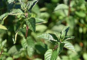 Tisane menthe poivrée