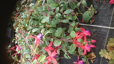 Fushia d'ombre