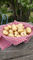 Pommes de terre nouvelles maiwenn bio