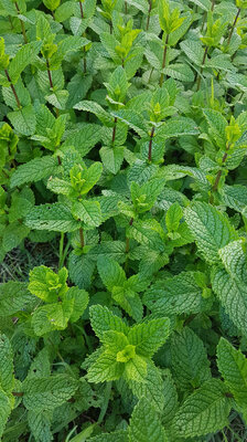 Menthe en bouquet