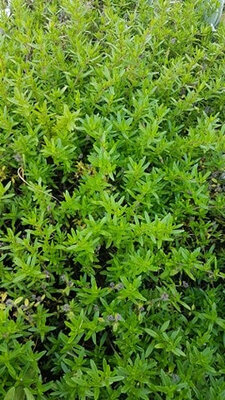 Thym sauvage en bouquet