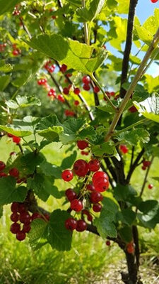 Groseilles