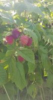 Framboises