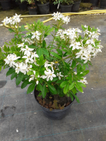 Choisya ternata sundance (oranger du mexique)