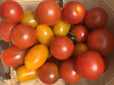 Tomates cerise - variées