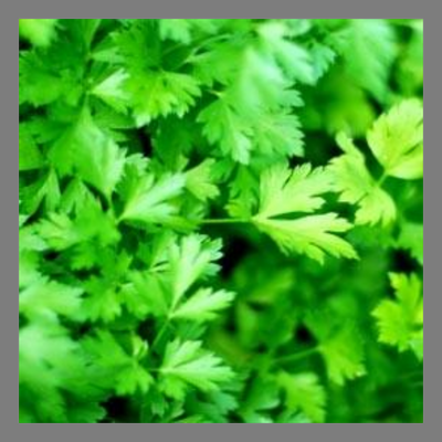 Persil plat