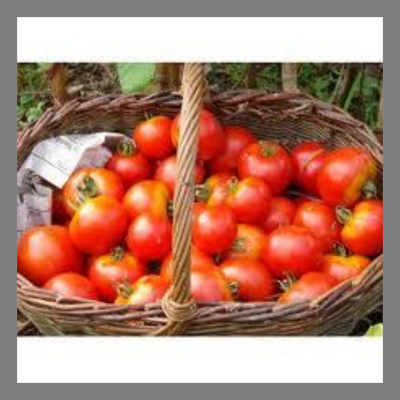 Tomate ronde