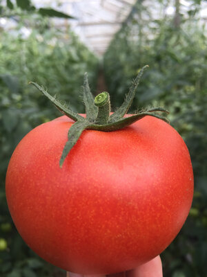Tomates rondes