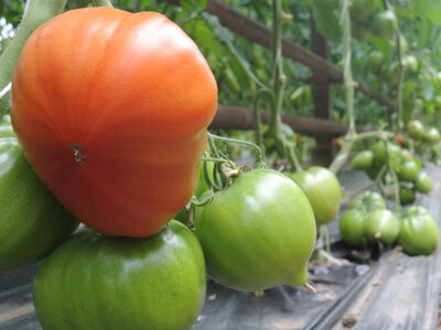 Tomates coeur de boeuf