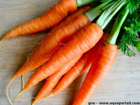 Carottes