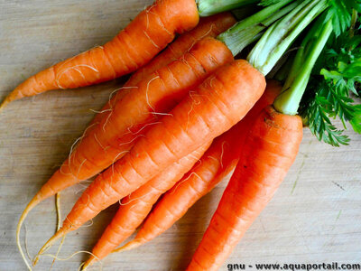 Carottes