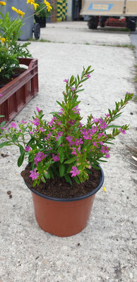 Cuphéa myrto  pot 13