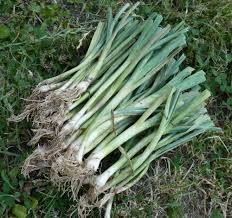 Plants de poireaux (en botte)  x 50