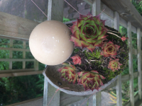 Savon lait vanillé (barbe)