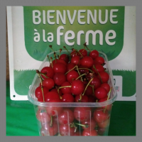 Cerises montmorency