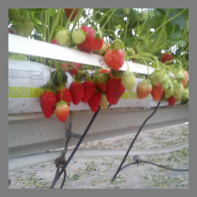 Fraise anabelle en hve