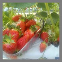 Fraise manon des fraises