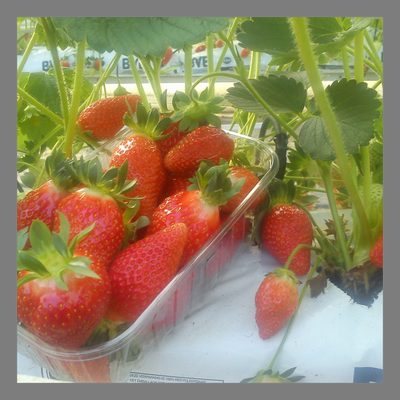 Fraise manon des fraises