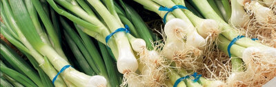 Oignons cebettes du potager bio