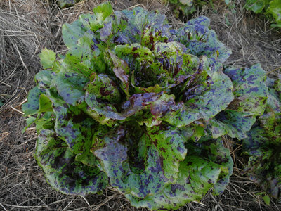 Laitue romaine léopard