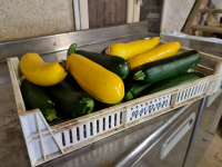 Environ 1 kg ou plus la grosse courgette sans