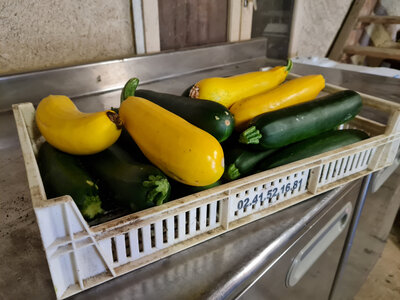Environ 1 kg ou plus la grosse courgette sans
