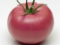 Tomate rose de berne bio