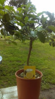 Citronnier meyer en pot de 20 cm