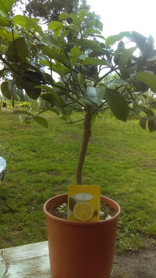 Citronnier meyer en pot de 20 cm